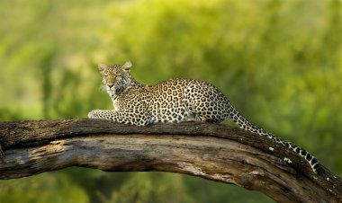 serengeti Ulusal rezerv leopar