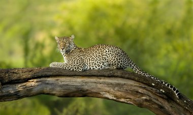 serengeti Ulusal rezerv leopar