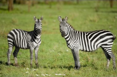 serengeti iki zebras