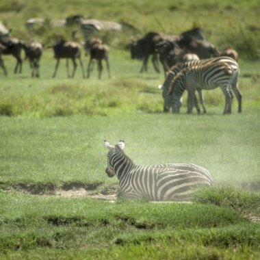 serengeti sürüsütoz