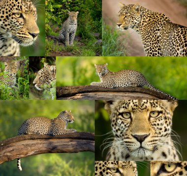 Composition of ten photos of a Leopard in the Serengeti national clipart