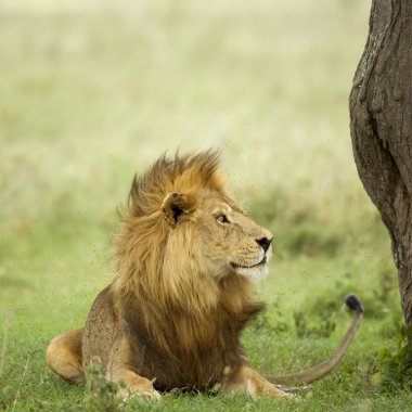 Lion lying down in the grass in the Serengeti reserve clipart