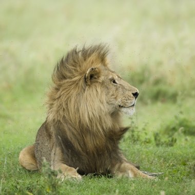 serengeti rezerv çimenlere uzanarak aslan