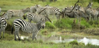 serengeti düz zebras sürüsü