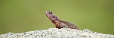 Serengeti Ulusal yassı Rock Agama (Agama Mwanzae)