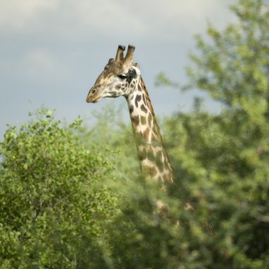 serengeti rezerv yeme zürafa