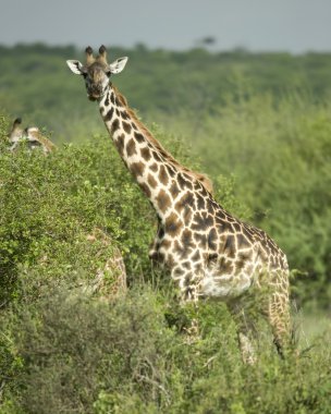 Girafe eating in the serengeti reserve clipart