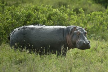 serengeti rezerv su aygırı