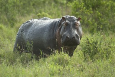 serengeti rezerv su aygırı