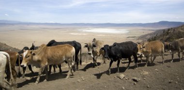ngorongoro krateri görüntüleme