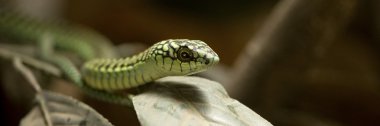 Boomslang - dispholidus typus typus clipart