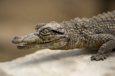 Genç caiman