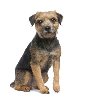 Border terrier clipart