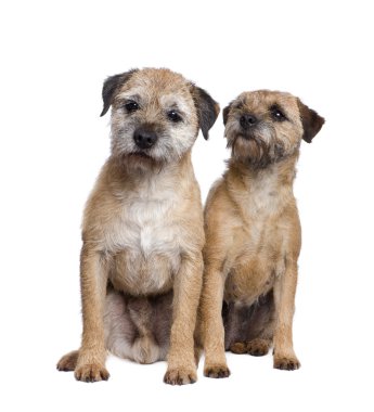 Two Border terriers clipart