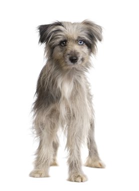 Pyrenean çoban (1 yıl)