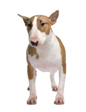 Bull Terrier in front of a white background clipart