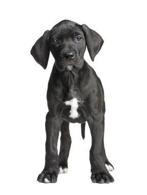 Köpek yavrusu Danua (2 ay)
