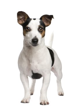 Jack Russell (2 yıl)