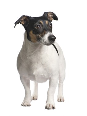 Jack Russell (3 yıl)