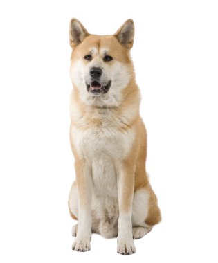 Akita inu (4 years) clipart