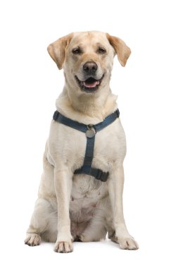 Labrador (5 yıl)
