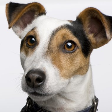 Jack Russell (3 yıl)