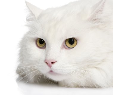 Beyaz bir angora kedi (5 yıl yakın çekim)