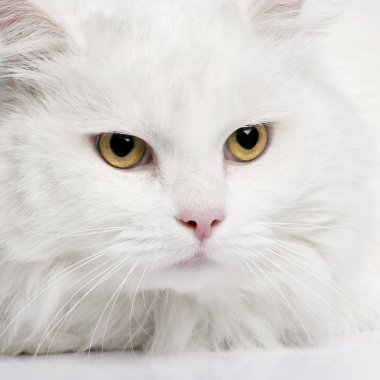 Beyaz bir angora kedi (5 yıl yakın çekim)