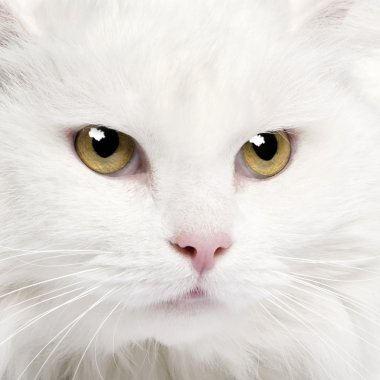 Beyaz bir angora kedi (5 yıl yakın çekim)