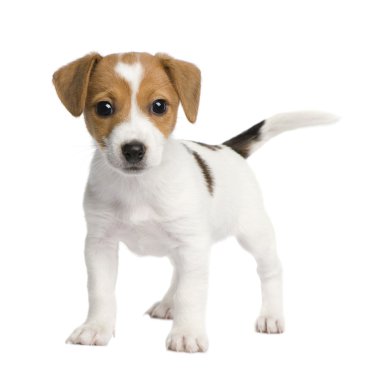 Puppy Jack russell (7 weeks) clipart