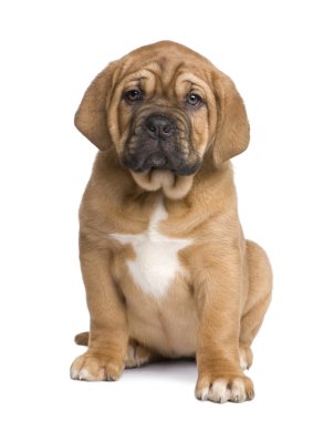 Dogue de Bordeaux köpek yavrusu (2 ay)