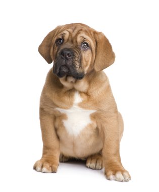 Dogue de Bordeaux köpek yavrusu (2 ay)