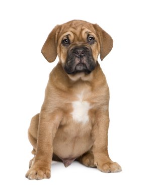 Dogue de Bordeaux köpek yavrusu (2 ay)