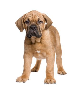 Dogue de Bordeaux köpek yavrusu (2 ay)