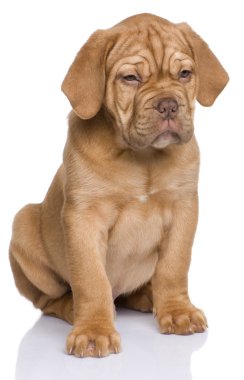 Dogue de Bordeaux köpek yavrusu (2 ay)