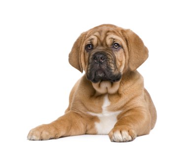 Dogue de Bordeaux köpek yavrusu (2 ay)