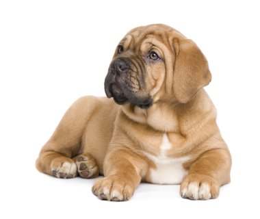 Dogue de Bordeaux köpek yavrusu (2 ay)