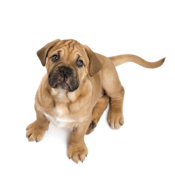 Dogue de Bordeaux köpek yavrusu (2 ay)