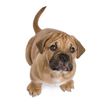 Dogue de Bordeaux puppy (2 months) clipart