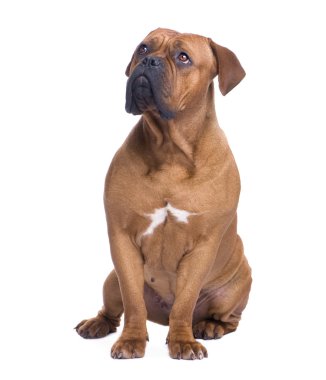 Dogue de Bordeaux (1 yıl)