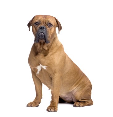 Dogue de Bordeaux (1 year) clipart