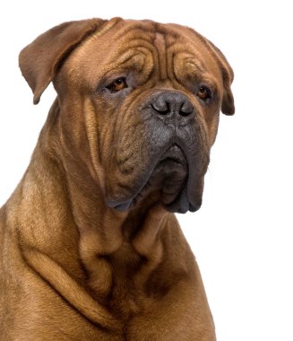 Dogue de Bordeaux (2 yıl)