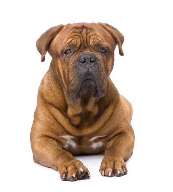 Dogue de Bordeaux (2 years) clipart