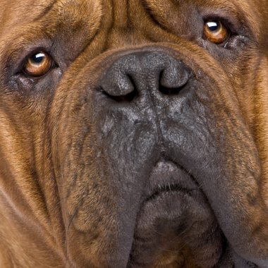 Dogue de Bordeaux (2 yıl)