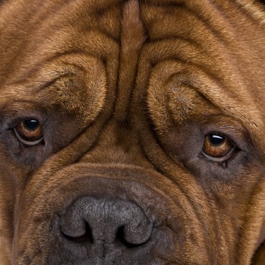 Dogue de Bordeaux (2 yıl)