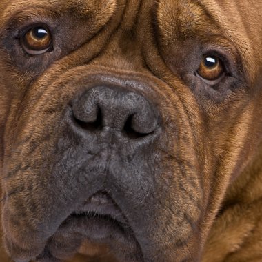 Dogue de Bordeaux (2 yıl)