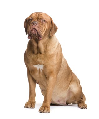 Dogue de Bordeaux (2 yıl)