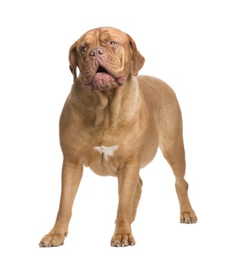 Beyaz arka plan önünde Dogue de Bordeaux (2 yıl)