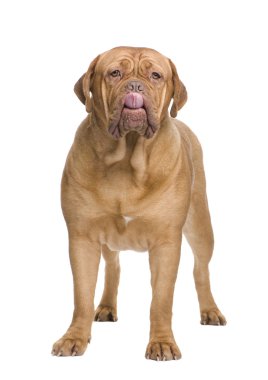 Dogue de Bordeaux (2 yıl)