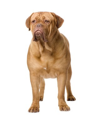 Dogue de Bordeaux (2 yıl)